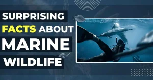 Facts About Marine Wildlife