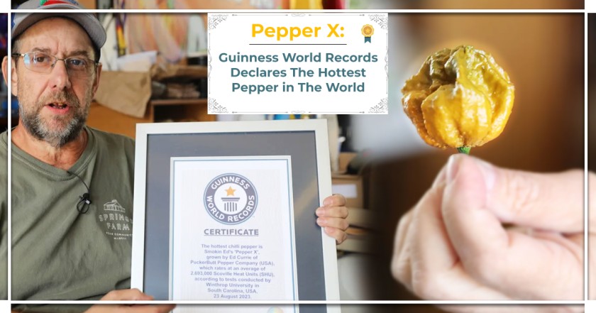 Hottest Pepper In The World - trending blogers